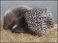 porcupine