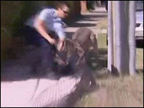 Canguru em fuga em Melbourne