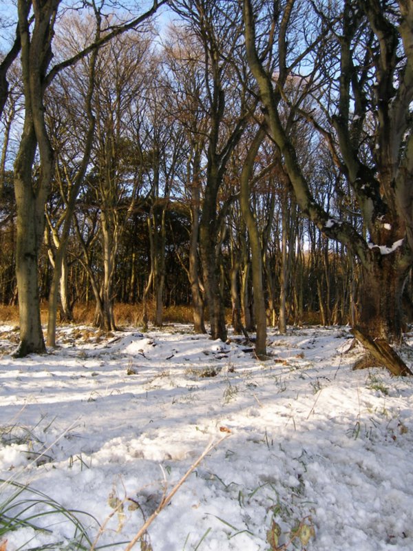 Woodland near Aberdeen