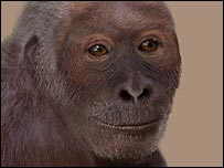 پيرولاپيتکوس کاتالايونيکوس، مجلسه ساينس