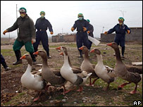 Kuş gribine karşı önlemler