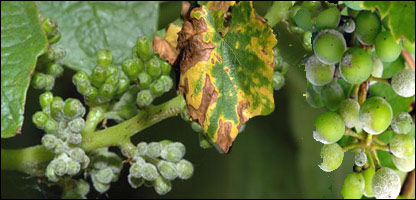 بيماری قرغنه در انگور تاک ها