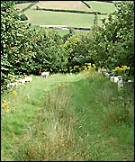 One of the Buckfast Abbey apiaries