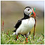 Treshnish (Image: Puffin nesting c/o Turus Mara)