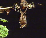 A Greater Horseshoe Bat