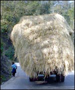 Lorry, heavily laden with straw, narrowly misses a young girl