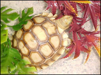 يو کيشپ د پاڼو خوړلو پر مهال