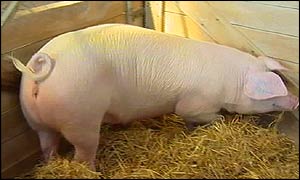 Picture: Pig snufles in a pen.