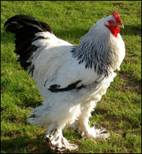 خروس همسايه 