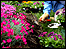 Gardening