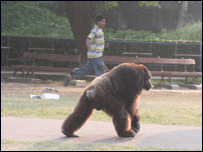 चिपांज़ी