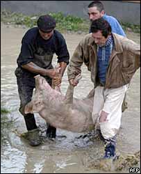 Vesničané ve městě Cosmesti zachraňují před vodou vepře