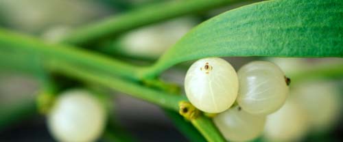 mistletoe