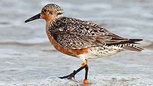 B95, el extraordinario playero rojizo