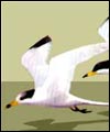 Artists impression of Chinese crested tern