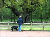 Bob Henshaw and the Major Oak
