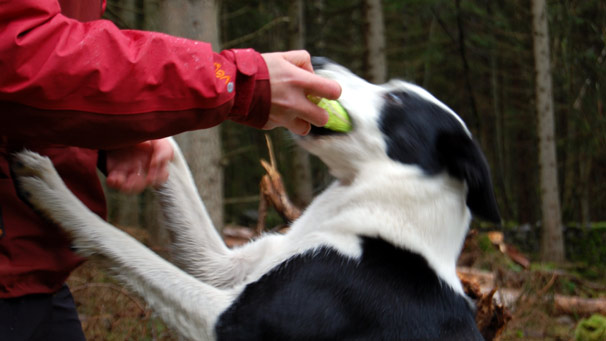 Dog and handler playing with toy bone