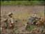 Mercian regiment in Afghanistan