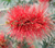 Brwsh Poteli (Bottlebrush) Kunzea baxteri 
