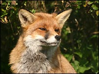 Fox at Secret World (Graham Bloomfield)