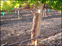  د قطره يي اوبو لګولو سيستم