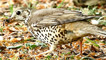 A mistle thrush by John Bennett