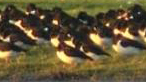 bird sanctuary
