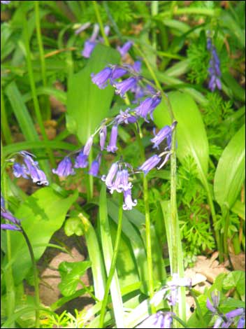 Bluebells