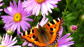 Flower and butterfly...
