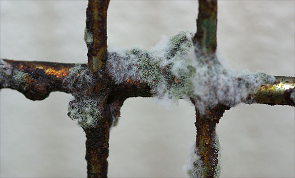 A cat on the streets