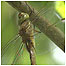 Norfolk Hawker
