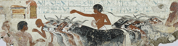 Early domesticated cattle