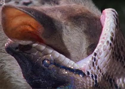 A python eating a deer