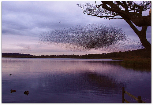 Starlings at dusk