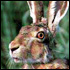 Hare