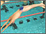 A swimmer diving