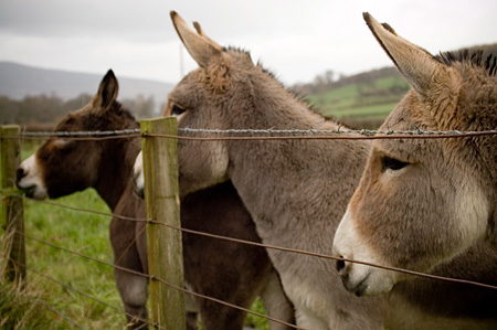 Donkeys on Bute