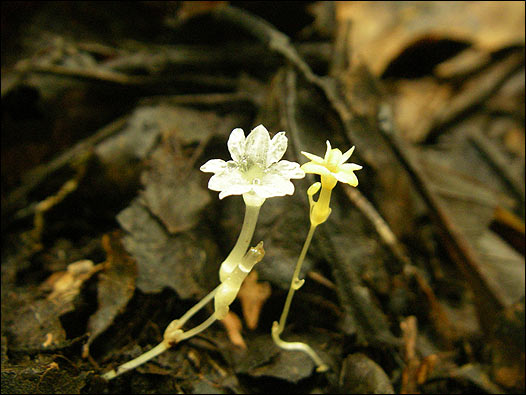 G. samoritoureanus (derecha). Foto: Kew Gardens