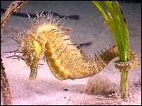 Seahorse