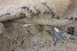 Moth damage to a pair of 1933 tweed plus fours at the National Trust's Killerton House