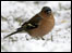 chaffinch in the snow