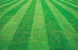 lawn