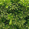 Pittosporum tobira 'Nanum'