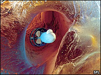 Ảnh minh họa của SPL