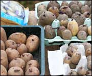 Potatoes chitting. Photo courtesy of Michael Duignan.