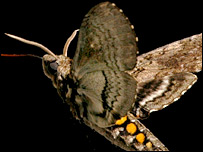 Mariposa