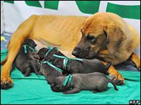 Os filhotes clonados. Foto: AFP