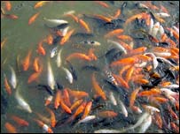 د کاريز کبان