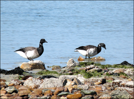 Brent geese feeding