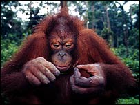 Orangotango